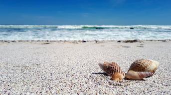 Shells on Sea Beach