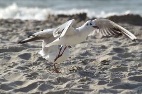 two Seagulls on beach at Water