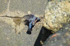 bird Animal on Sea Beach