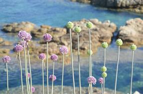 spherical plants on the coast of sardinia
