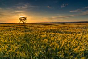 sunset on the horizon over a green field