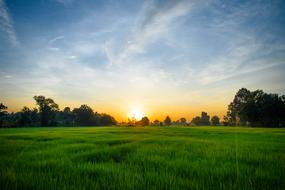 Sunrise Morning Cornfield