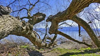 tree branches in the park