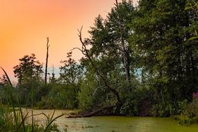 Sunset Forest Wetlands