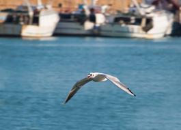 Seagull Bird Animal at flight