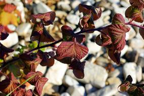 Purple Leaves Against Beach Rocks