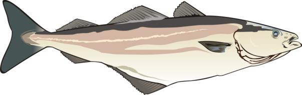 illustration of coalfish fishing seabed