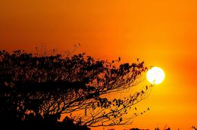 Great Prints Philippines George at sunset