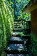 Beautiful landscape with the steps in moss, near the building, among the plants