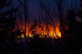 Silhouettes of the plants, at colorful and beautiful sunset in Farellones in Chile