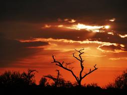 red twilight over tree silhouettes