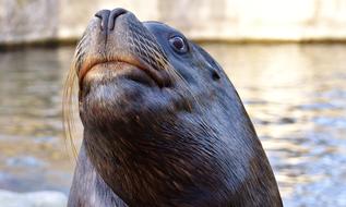 Portrait of the cute and beautiful seal, swimming in the water with ripple, in sunlight