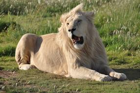 Beautiful lion, laying on the green grass in sunlight, in Africa