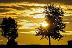 Trees at Sunset Landscape