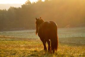 Horse on Gaul Pasture