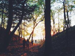 People and Trees at sunset