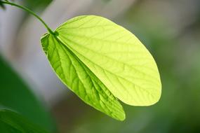 walnut leaf in the bright sun