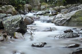 forest Water River Natural