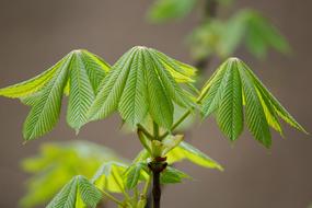 green chestnut leaves in the forest