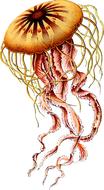 animal art forms in nature jellyfish