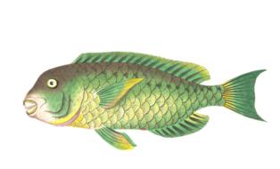 fish animal water isolated exotic