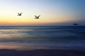 Flight of the birds, at colorful and beautiful sunrise, above the clouds