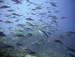 Swarm Fish diving