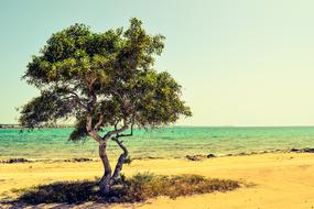 tree on the beach in Potamos