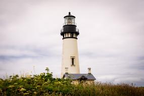 Lighthouse and Nature Flowers