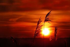 Grasses at Afterglow Sunset
