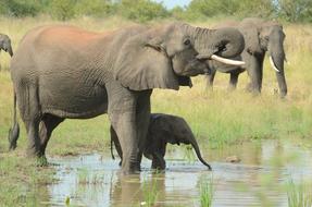 family of big elephants in a park in africa