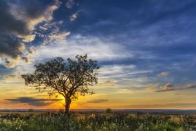 Beautiful landscape with the tree, among the colorful grass, at colorful and beautiful sunset, among the clouds