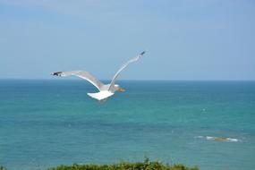 Beautiful and colorful seagull flying above the sea coast with plants