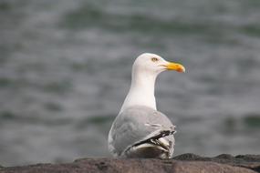 grey white Seagull sits near water