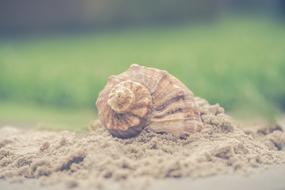 Shell at Nature Sand