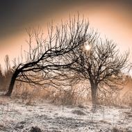 Landscape of dry Tree Nature