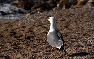 wild Seagull Birds Feathers