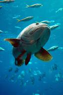 Grouper Fish in Aquarium