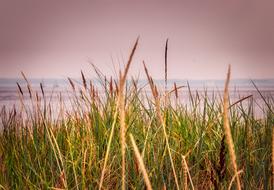 Grass on Sea Beach at sunset