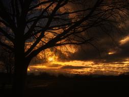 view through the silhouette of a tree at sunset