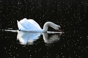 white swan reflected in dark water