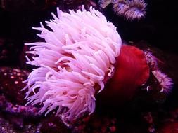 pink Sea Anemone underwater close up