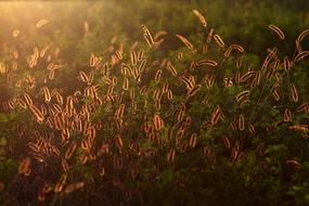 spikes of grass at backlight, background