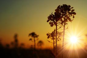 Oilseed Rape at Sunset