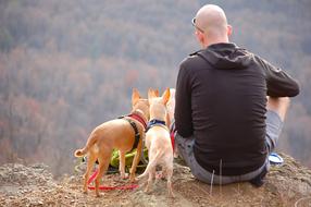 Man and Dogs Hiking