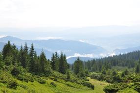 mountains and pine forest in the Carpathians