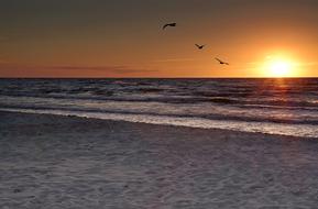 Birds flying above the water with sandy beach, at colorful sunset on landscape in Poland