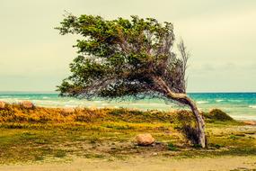 Tree on Beach Sea