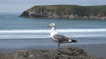 Black-Headed Seagull Gull Bird