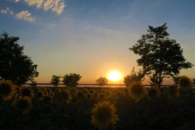 Landscape of Sunset Nature sunflowers